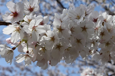 琴引浜の桜