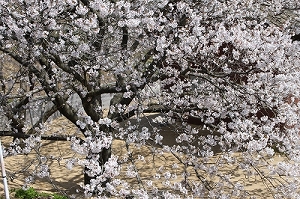 松尾さんちの大桜