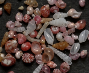 The micro shells of Kotohikihama Beach