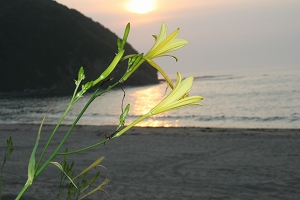 琴引浜の夏の花「ユウスゲ」